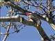 Finch-billed Myna (Scissirostrum dubium)