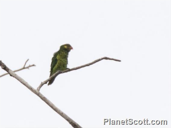 Yellow-cheeked Lorikeet (Trichoglossus meyeri)