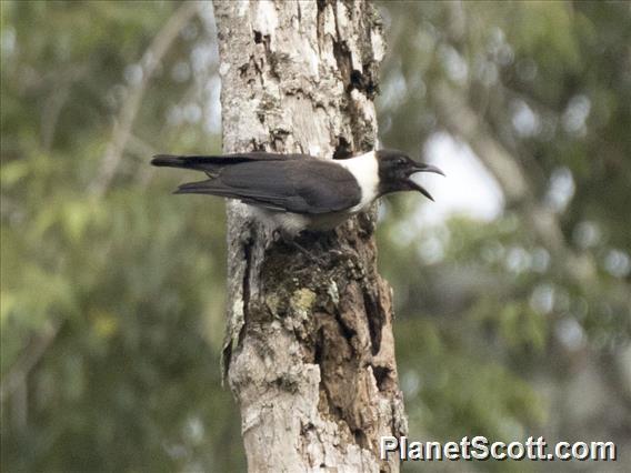 Piping Crow (Corvus typicus)