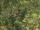 Spotted Harrier (Circus assimilis)