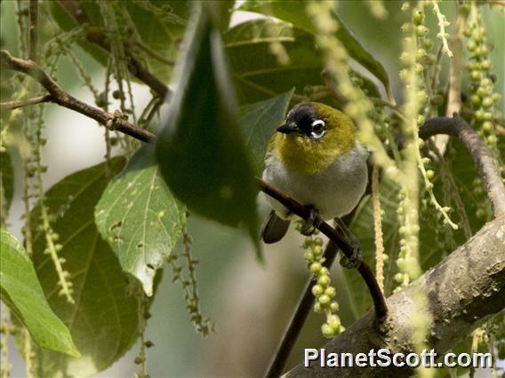 Black-crowned White-eye (Zosterops atrifrons)