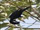 Sulawesi Myna (Basilornis celebensis)