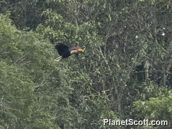 Knobbed Hornbill (Rhyticeros cassidix)