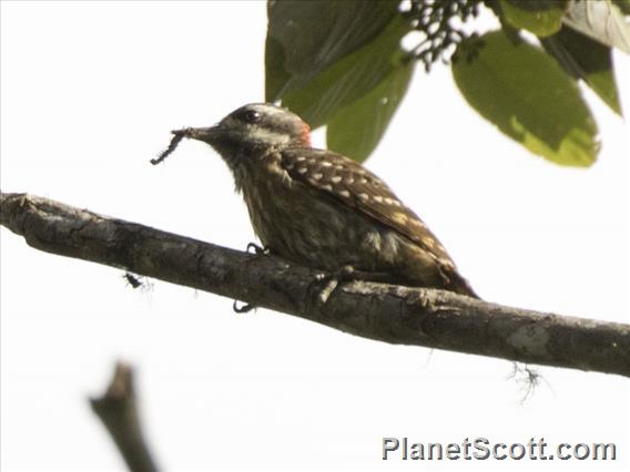 Sulawesi Woodpecker (Yungipicus temminckii)