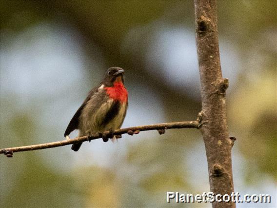 Gray-sided Flowerpecker (Dicaeum celebicum)