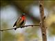 Gray-sided Flowerpecker (Dicaeum celebicum)