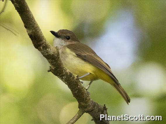 Sulphur-bellied Whistler (Pachycephala sulfuriventer)