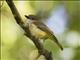 Sulphur-bellied Whistler (Pachycephala sulfuriventer)