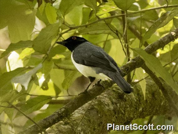 Pygmy Cuckooshrike (Celebesica abbotti)