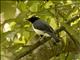 Pygmy Cuckooshrike (Celebesia abbotti)