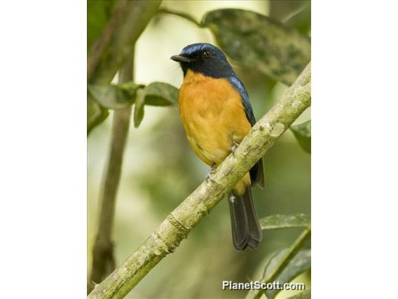 Sulawesi Blue-Flycatcher (Cyornis omissus)