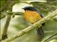 Sulawesi Blue-Flycatcher (Cyornis omissus)