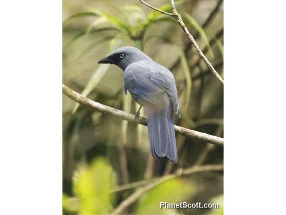 Cerulean Cuckooshrike (Coracina temminckii)