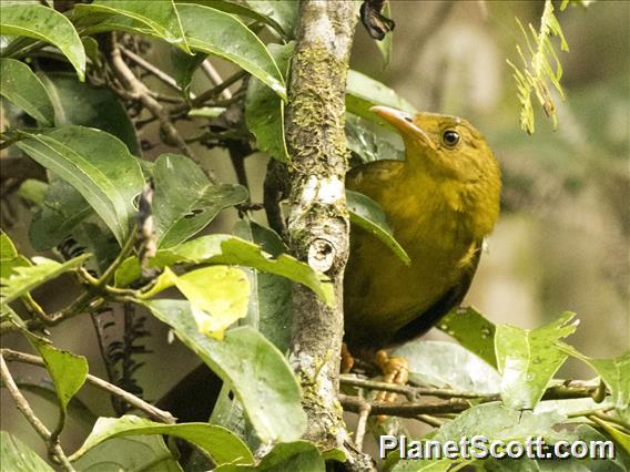 Malia (Malia grata)