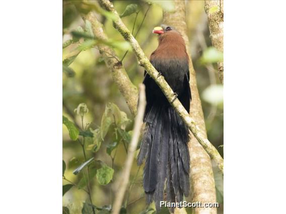 Yellow-billed Malkoha (Rhamphococcyx calyorhynchus)