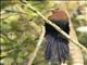 Yellow-billed Malkoha (Rhamphococcyx calyorhynchus)