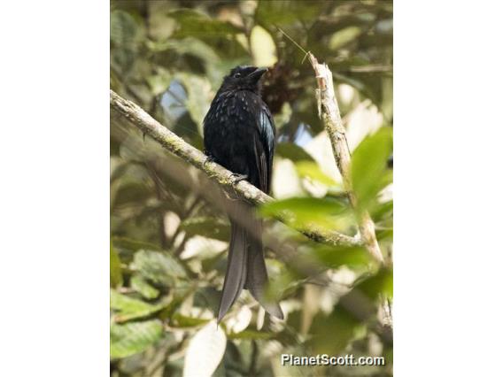 Sulawesi Drongo (Dicrurus montanus)