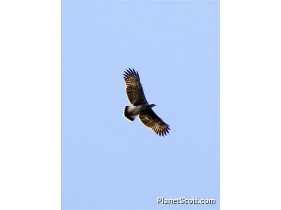 Lesser Fish-Eagle (Icthyophaga humilis)