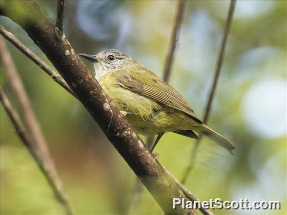 Streak-headed White-eye (Heleia squamiceps)