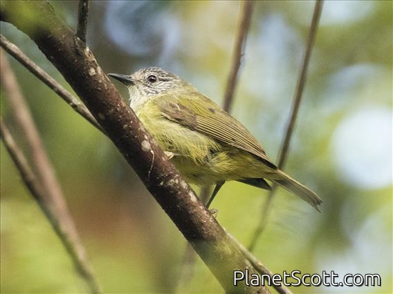 Sulawesi Heleia (Heleia squamiceps)