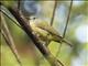 Streak-headed White-eye (Lophozosterops squamiceps)