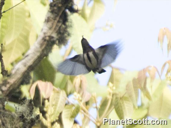 Crimson-crowned Flowerpecker (Dicaeum nehrkorni)