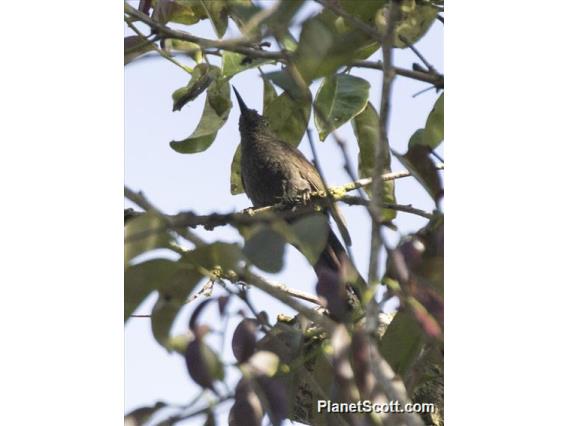 White-eared Myza (Myza sarasinorum)