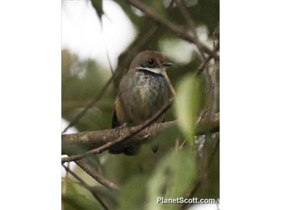 Rusty-bellied Fantail (Rhipidura teysmanni)