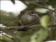 Rusty-bellied Fantail (Rhipidura teysmanni)