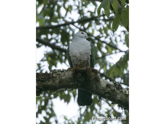 Gray-headed Imperial-Pigeon (Ducula radiata)