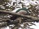 White-bellied Imperial-Pigeon (Ducula forsteni)