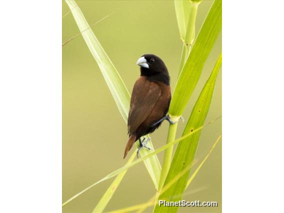 Chestnut Munia (Lonchura atricapilla)