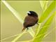 Chestnut Munia (Lonchura atricapilla)