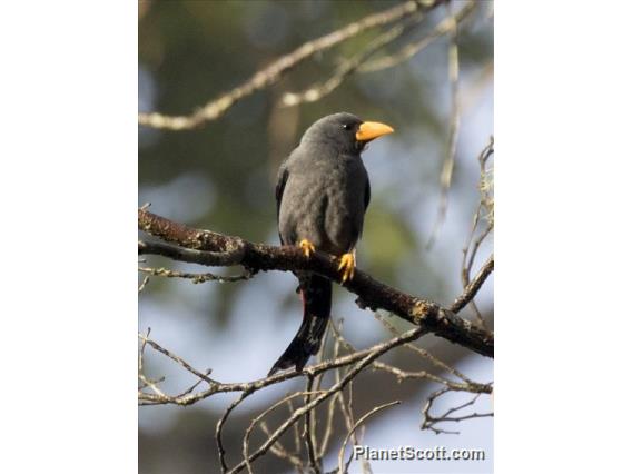 Finch-billed Myna (Scissirostrum dubium)