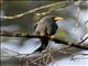 Finch-billed Myna (Scissirostrum dubium)