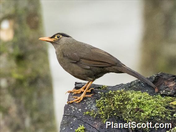 Sulawesi Thrush (Turdus turdoides)