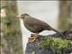 Sulawesi Thrush (Cataponera turdoides)