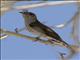 Little Bronze-Cuckoo (Chrysococcyx minutillus)