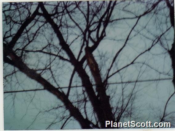 Eastern Screech-Owl (Megascops asio)