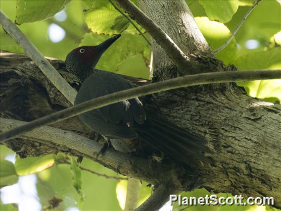 Ashy Woodpecker (Mulleripicus fulvus)