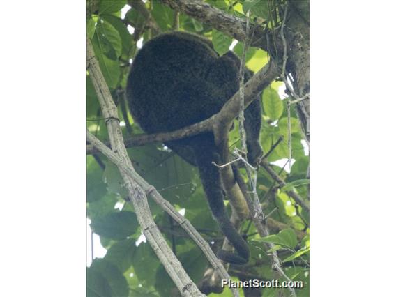 Sulawesi Bear Cuscus (Ailurops ursinus)