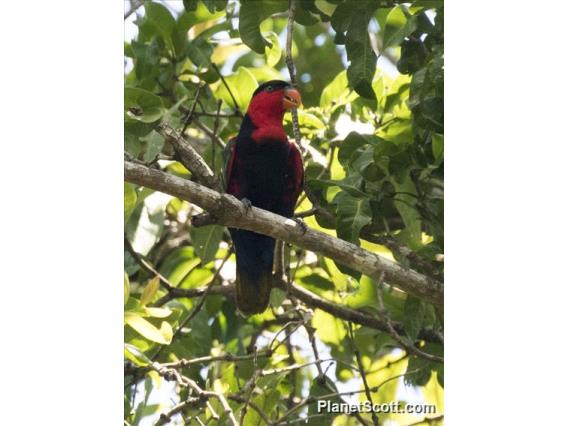 Black-capped Lory (Lorius lory)