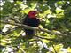 Black-capped Lory (Lorius lory)