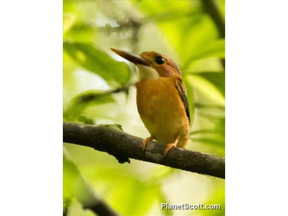 Sulawesi Dwarf-Kingfisher (Ceyx fallax)