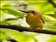 Sulawesi Dwarf-Kingfisher (Ceyx fallax)