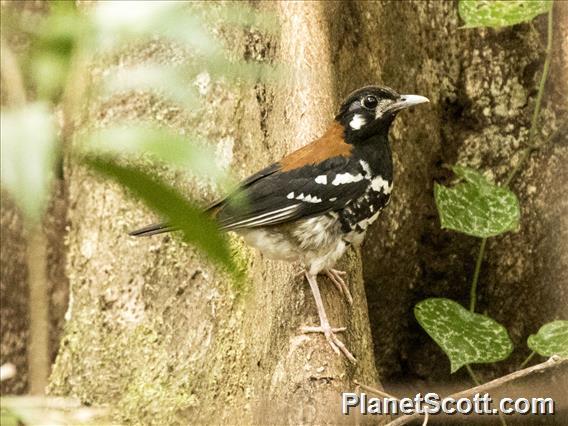 Rusty-backed Thrush (Geokichla erythronota)