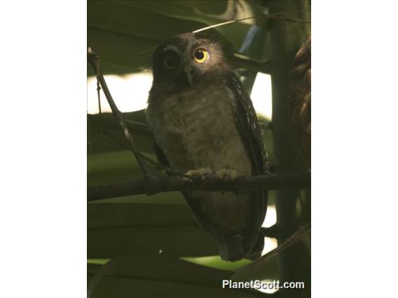 Ochre-bellied Boobook (Ninox ochracea)