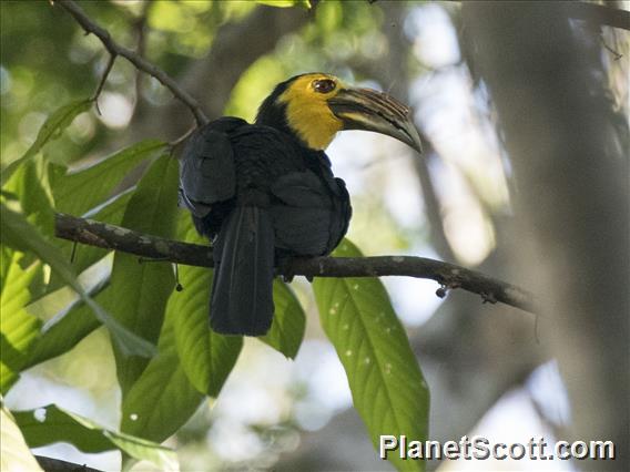 Sulawesi Hornbill (Rhabdotorrhinus exarhatus)