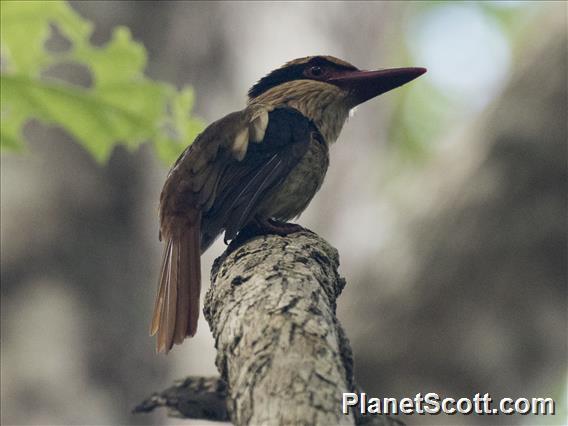 Lilac-cheeked Kingfisher (Cittura cyanotis)