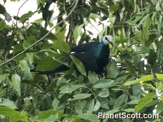 White-faced Cuckoo-Dove (Turacoena manadensis)